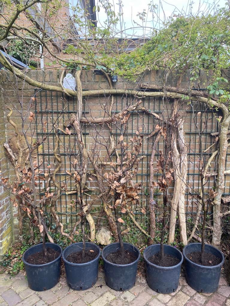 Fagus sylvatica / gewone beuk in pot, Tuin en Terras, Ophalen, Beukenhaag, 100 tot 250 cm
