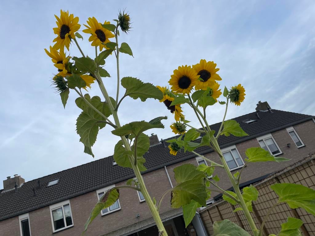 Zonnebloem zaadjes, Ophalen of Verzenden, Volle zon
