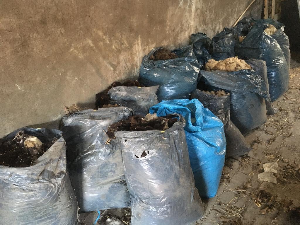 Schapenwol, Dieren en Toebehoren, Meerdere dieren, Schaap, 3 tot 5 jaar