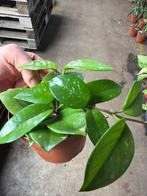 Hoya Carnosa Freckles Splash - Star of Palau, Huis en Inrichting, Kamerplanten, Ophalen of Verzenden