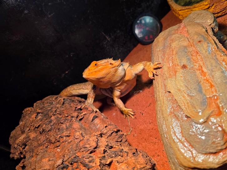 Tamme Baardagaam man incl terrarium Bearded Dragon - male for sale from Joost