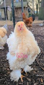 Broedeieren brahma krul kippen groothoenders krulveer, Kip