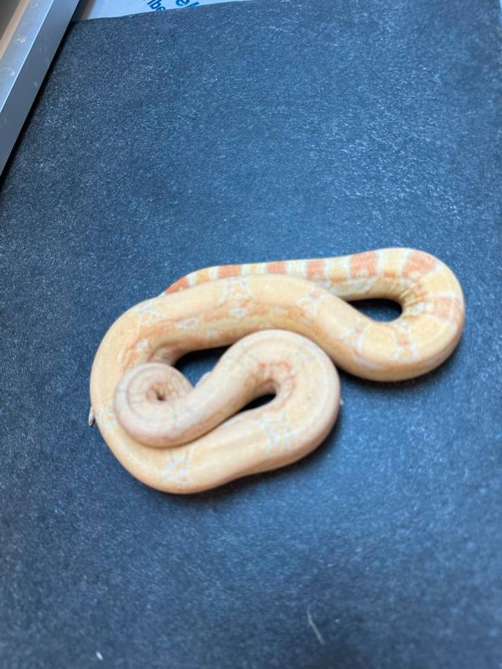 Nk'25 0.1 albino boa Boa Constrictor - female for sale from Erik