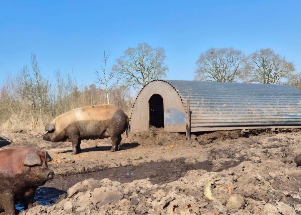 2 stevige RVS varkenshokken / hutten te koop, Dieren en Toebehoren, Schapen, Geiten en Varkens, Meerdere dieren