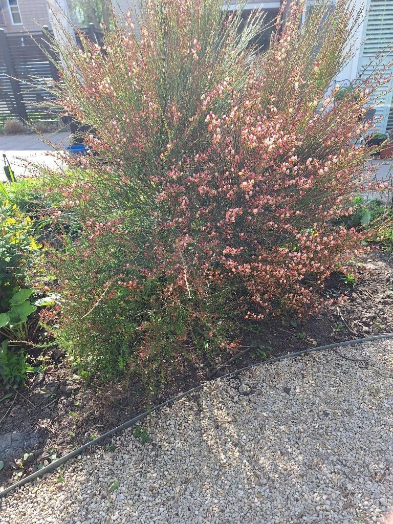 3 brem struiken roze gratis 2 meter, Tuin en Terras, Ophalen, Overige soorten, Struik, 100 tot 250 cm