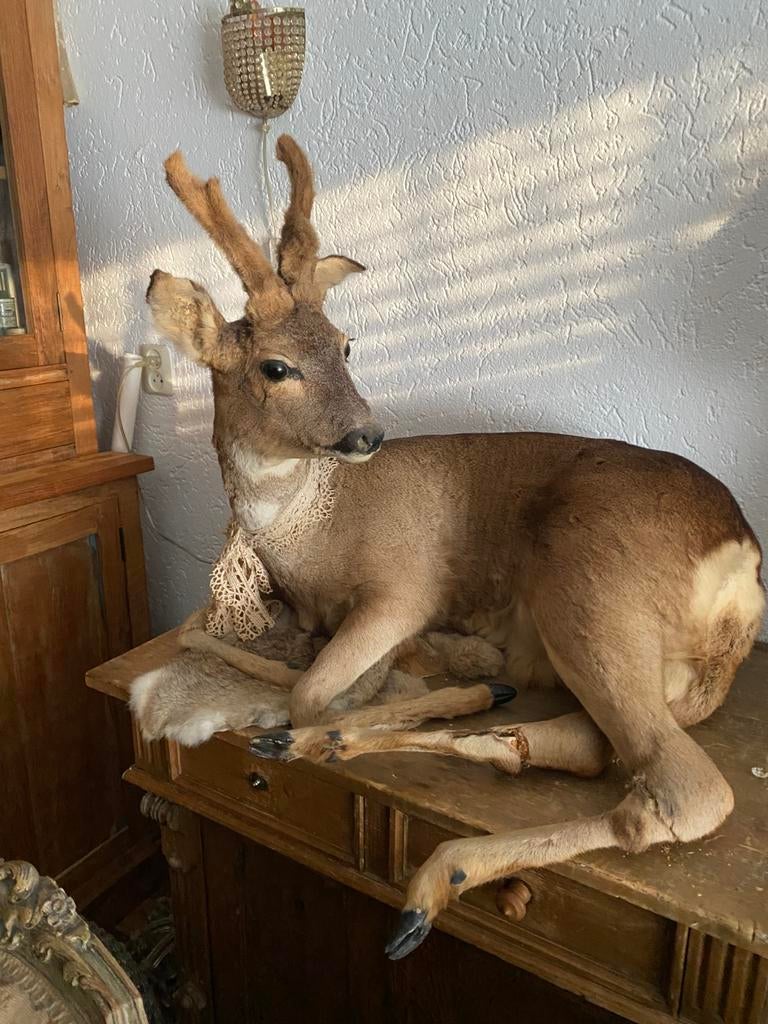 Groot hert, Ophalen, Zo goed als nieuw, Hert, Gewei of Kop