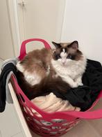 Herplaatsing 2 ragdolls, Dieren en Toebehoren, Meerdere dieren, Langharig, 3 tot 5 jaar