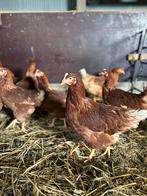 Bruine leghennen, Vrouwelijk, Kip