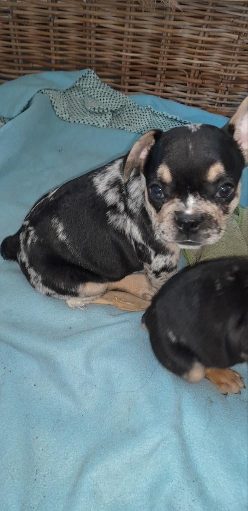 Fransebulldog pups Franse bulldog, Parvo, 8 tot 15 weken, Bulldog, Meerdere