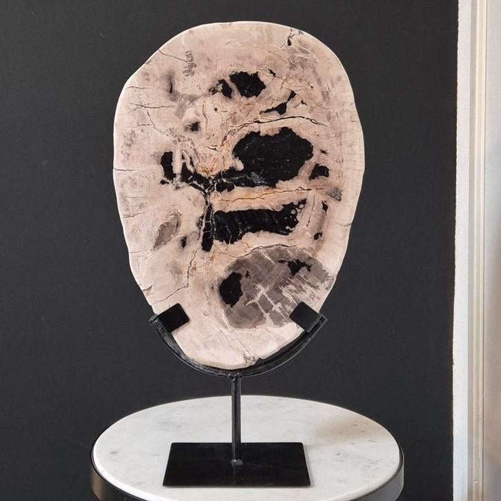 Versteend hout op standaard, Ophalen of Verzenden