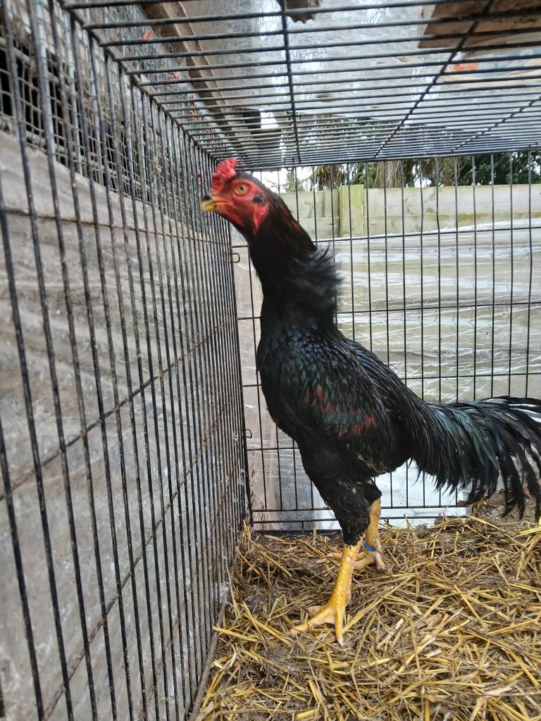Aseel broed eieren, Dieren en Toebehoren, Geslacht onbekend, Kip