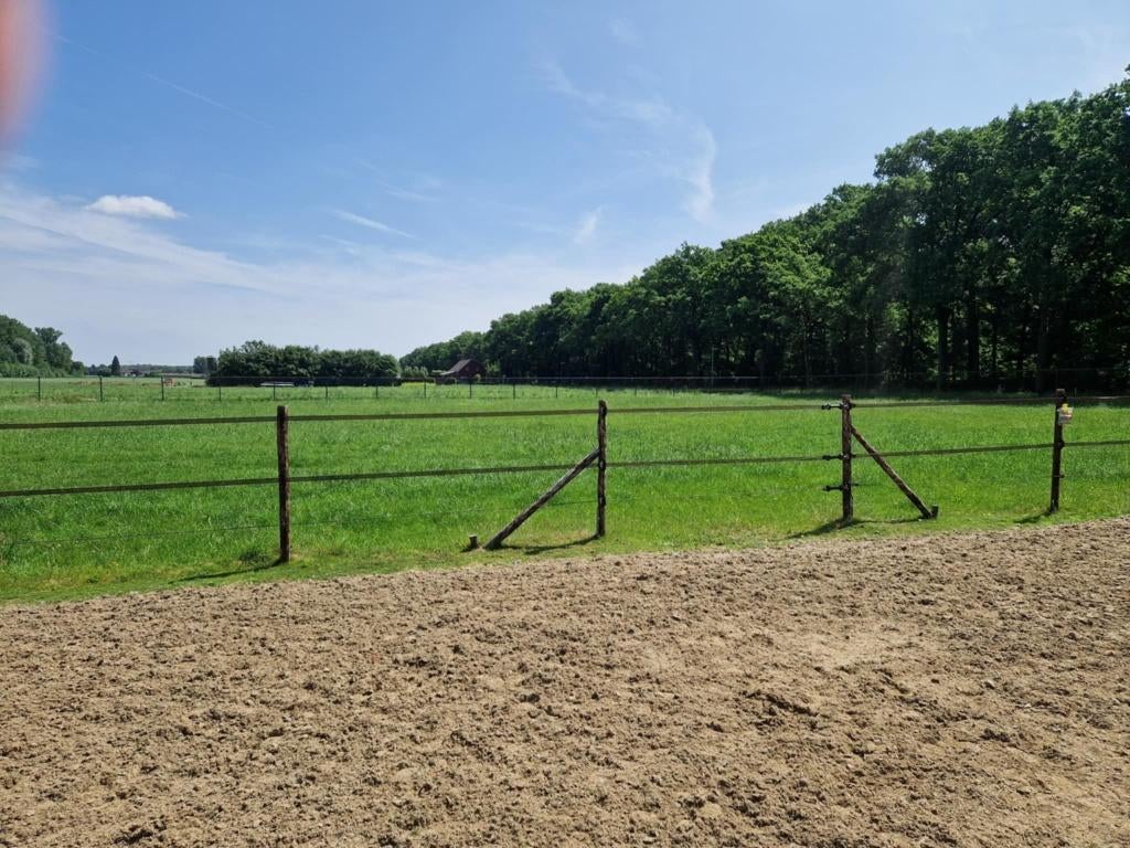 Stalling jonge ruin (C of D maat pony of IJslander), Weidegang, 1 paard of pony