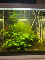 Aquarium Shrimps Yellow and Green, Vis