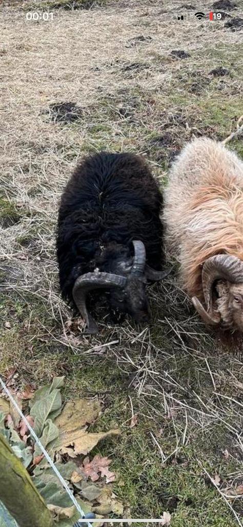 Oussant rammen stamboek, Mannelijk, Schaap
