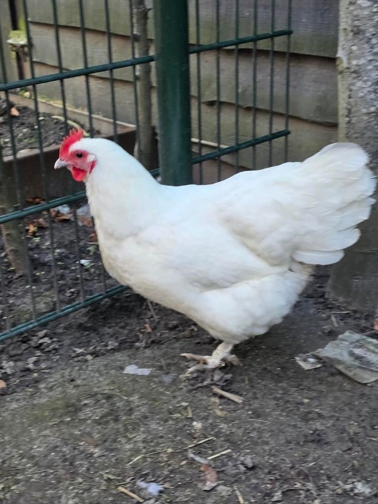 2 kippen te koop, Dieren en Toebehoren, Vrouwelijk, Kip