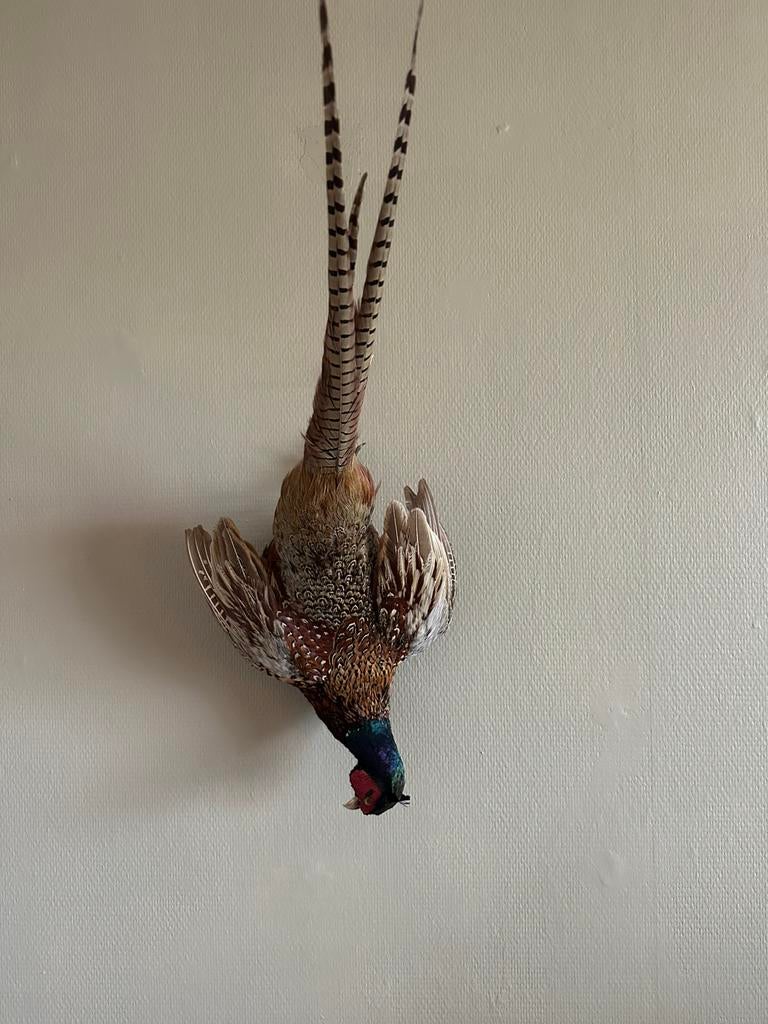 Prachtige hangende fazant taxidermie, Ophalen of Verzenden, Zo goed als nieuw, Opgezet dier