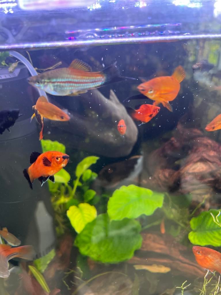 Zwaarddragers, Dieren en Toebehoren, Vissen | Aquariumvissen, Vis