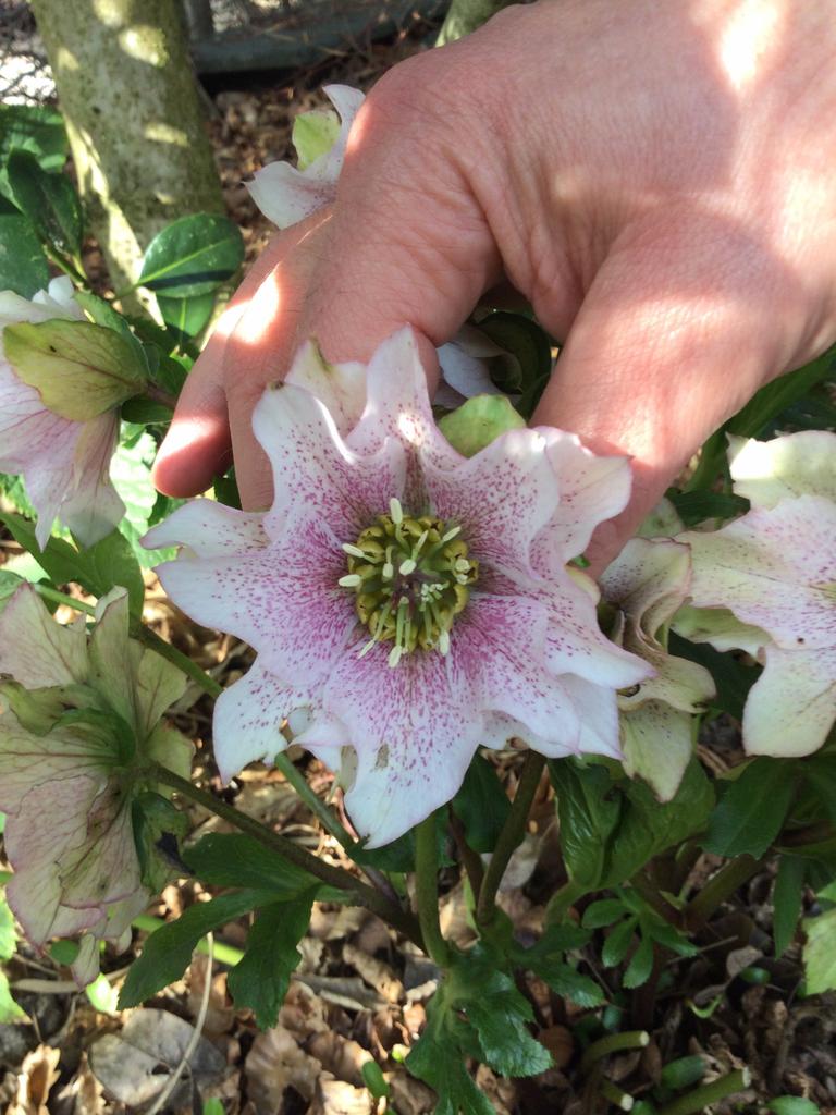 Roze Helleborus met spikkels €1,00 per stuk, Tuin en Terras, Planten | Tuinplanten, Ophalen of Verzenden