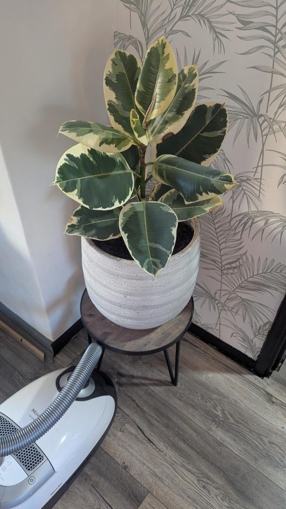 Kamerplant in witte pot, Huis en Inrichting, Kamerplanten, Ophalen, Overige soorten, Halfschaduw