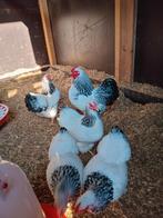 Wyandotte kriel Colombia, Vrouwelijk, Kip