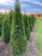 Thuja Smaragd coniferen, mooie sierconifeer, Ophalen, Conifeer, 100 tot 250 cm