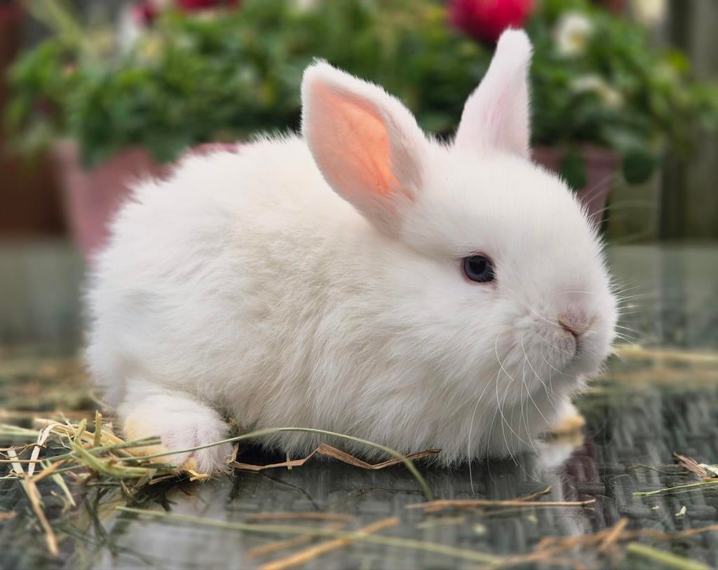 Mini Lop/ Rex hangoordwerg konijntjes gevaccineerd, Dieren en Toebehoren, Konijnen, Meerdere dieren, Klein, Hangoor, 0 tot 2 jaar