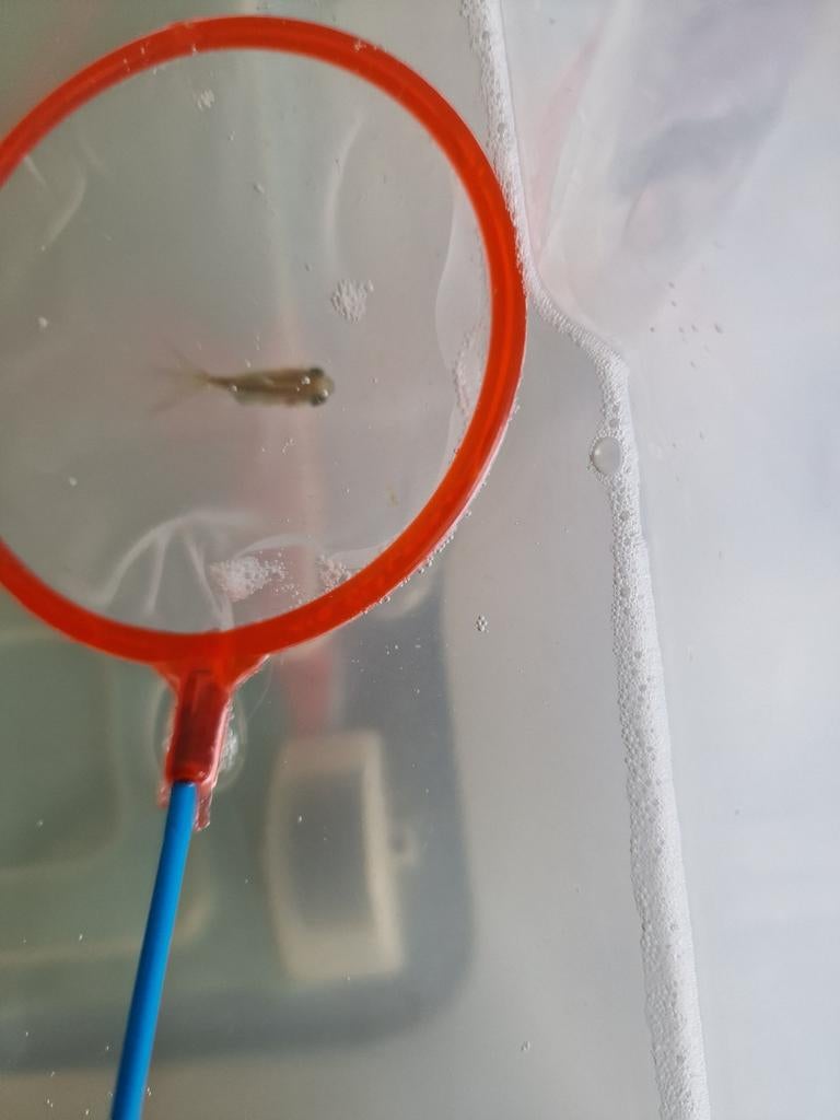 Leeuwenkop goudvisjes te koop .ongeveer 1 a 2 cm groot., Vis