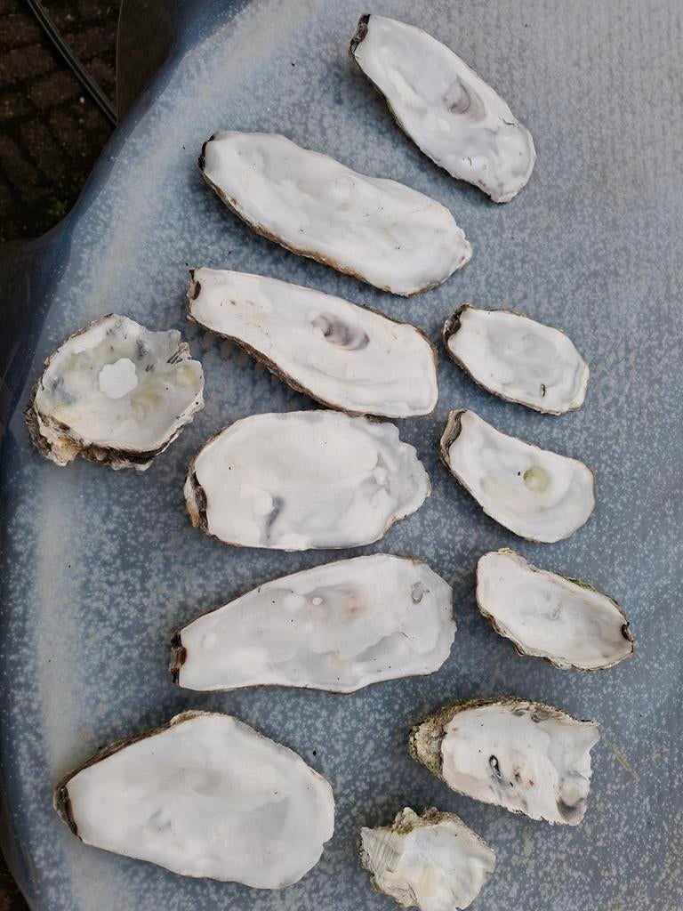 Oesterschelpen., Ophalen