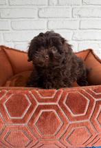 Maltipoo pups, maltezer x toy poedel, Parvo, Nederland, Overige rassen, 8 tot 15 weken