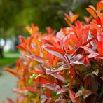 Photinia fraseri red Robin. Glansmispel haagplant P9, Overige soorten, Vaste plant, Ophalen of Verzenden, Halfschaduw