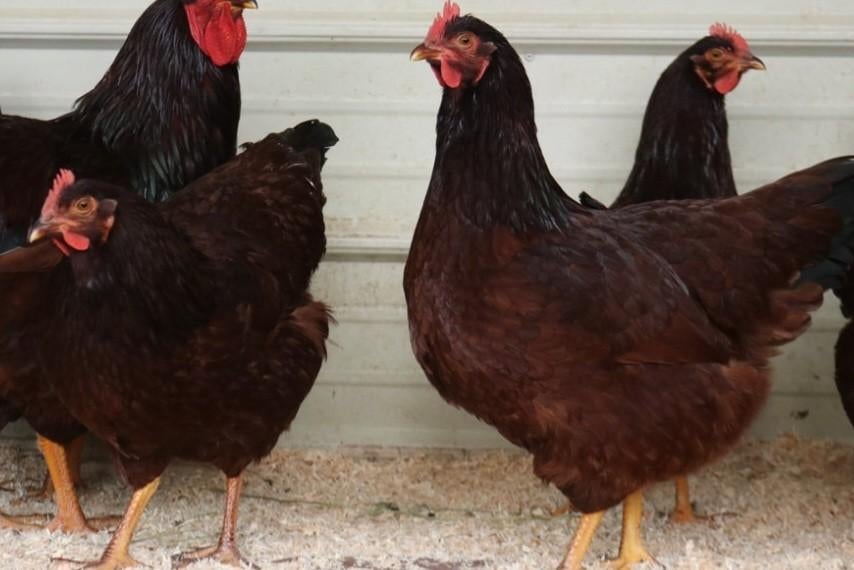 Te koop rode islander kippen 3 hennen 1 haan, Meerdere dieren, Kip