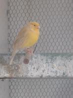 Kanarie popjes., Dieren en Toebehoren, Vogels | Kanaries, Vrouwelijk, Kleurkanarie