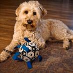 Dekreu (Embark  getest), Reu, Parvo, Eén hond, 3 tot 5 jaar