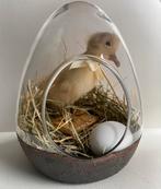 Echt opgezet eendje in glazen stolp, leuk voor Pasen, Ophalen of Verzenden, Zo goed als nieuw, Vogel, Opgezet dier