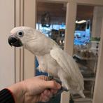 Süper Tamme Baby Kaketo Witkuif Alba, Mannelijk, Papegaai, Pratend