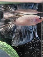 Cellophane marble halfmoon betta man, Vis