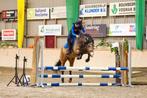 Schitterende d-pony, Dieren en Toebehoren, Pony's, B, Springpony, 7 tot 10 jaar, D pony (1.37m tot 1.48m)