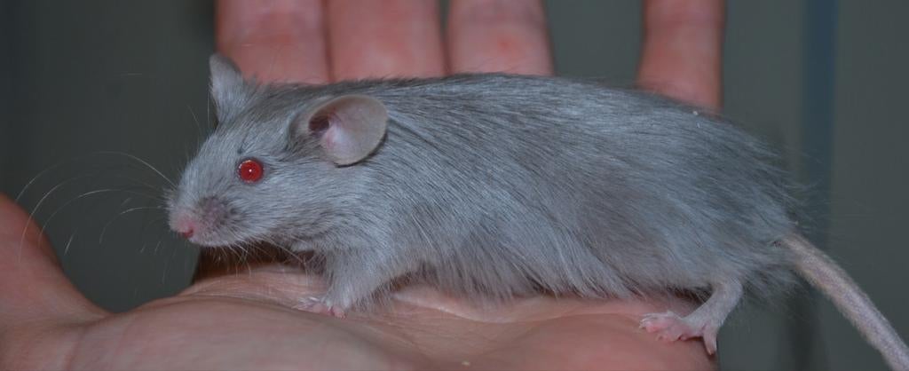 Langhaar kleurmuis man, Dieren en Toebehoren, Knaagdieren, Muis, Mannelijk, Januari, Tam