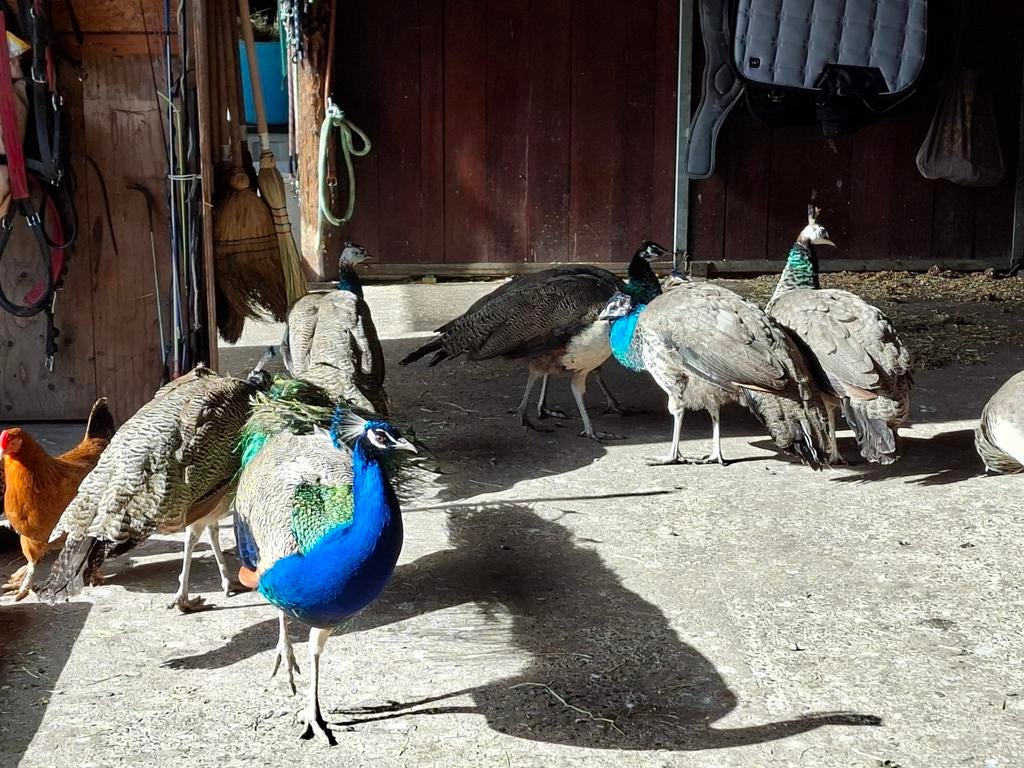 Pauwen, Dieren en Toebehoren, Pluimvee, Meerdere dieren, Overige soorten