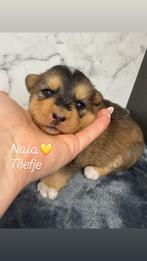 Uniek nestje pomsky F2 pups (EPR), Dieren en Toebehoren, België, Particulier, Overige rassen, 8 tot 15 weken