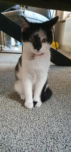 Poes zoekt nieuw huisje, Dieren en Toebehoren, Katten en Kittens | Overige Katten, Poes