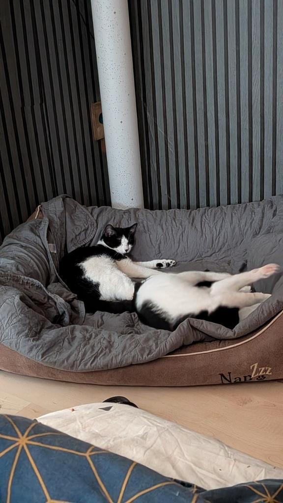 Kittens op komst, Dieren en Toebehoren, Katten en Kittens | Dekkaters