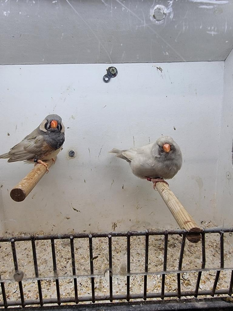 Te koop koppel charcoal Pastel, Dieren en Toebehoren, Meerdere dieren