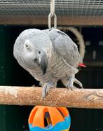 Mooie grijze Roodstaart, papegaai, man, 2020, Dieren en Toebehoren, Vogels | Parkieten en Papegaaien, Mannelijk, Papegaai, Geringd