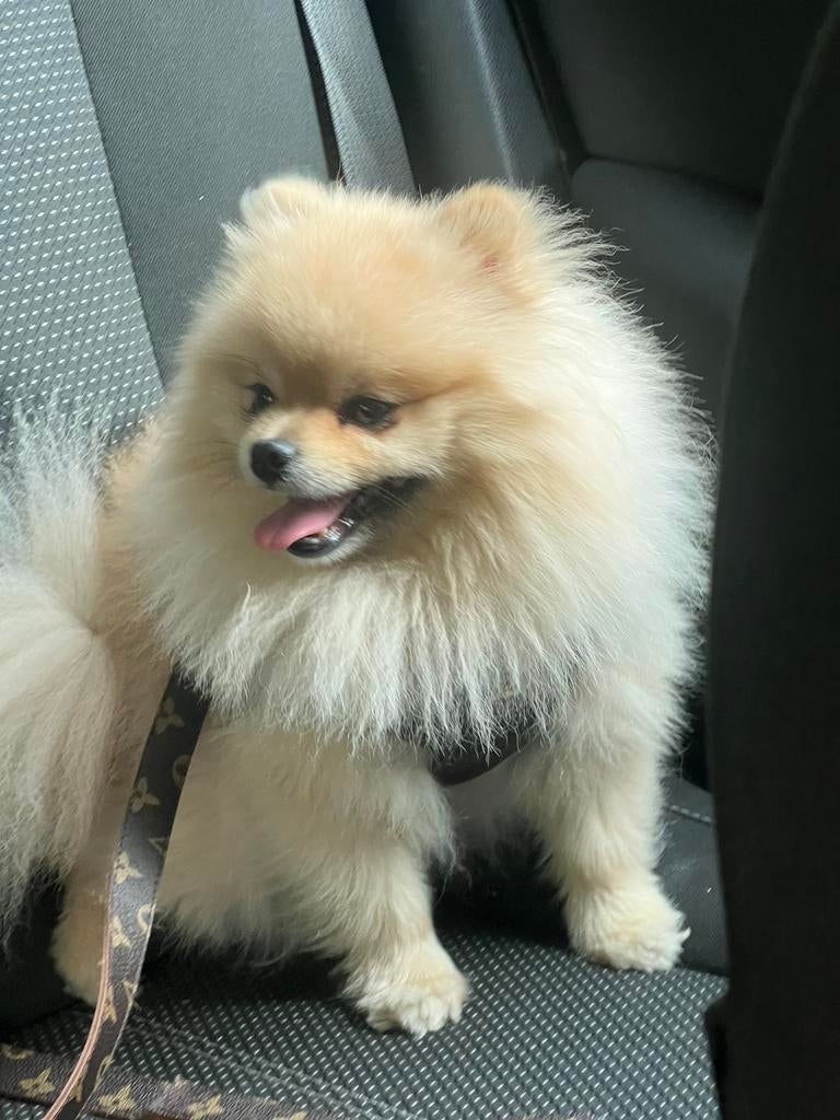 Dekreu pomeriaan NIET TE KOPEN, Dieren en Toebehoren, 1 tot 2 jaar, Parvo, Eén hond, Nederland