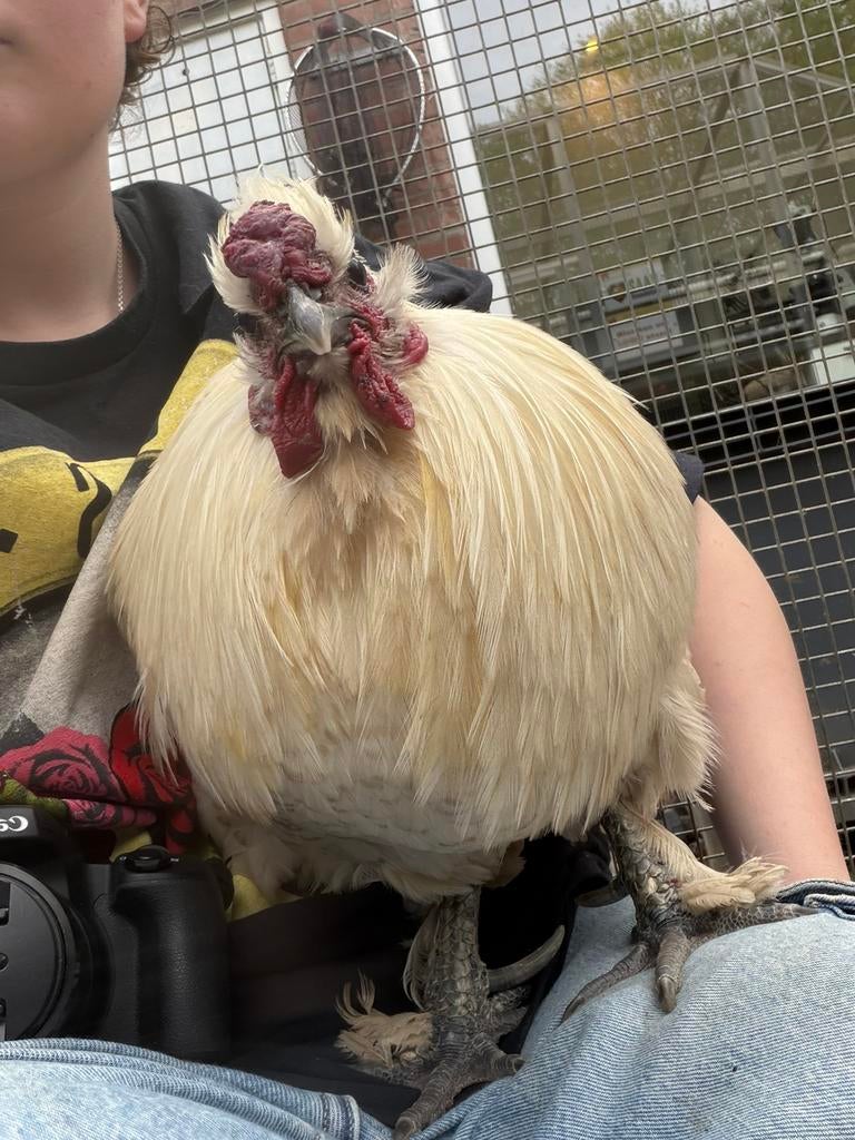 Apollo, tamme zijdehoen x leghorn haan, Mannelijk, Kip
