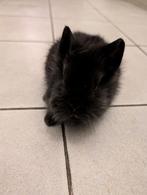 Lief vrouwtjes konijn 6 weken oud, Vrouwelijk