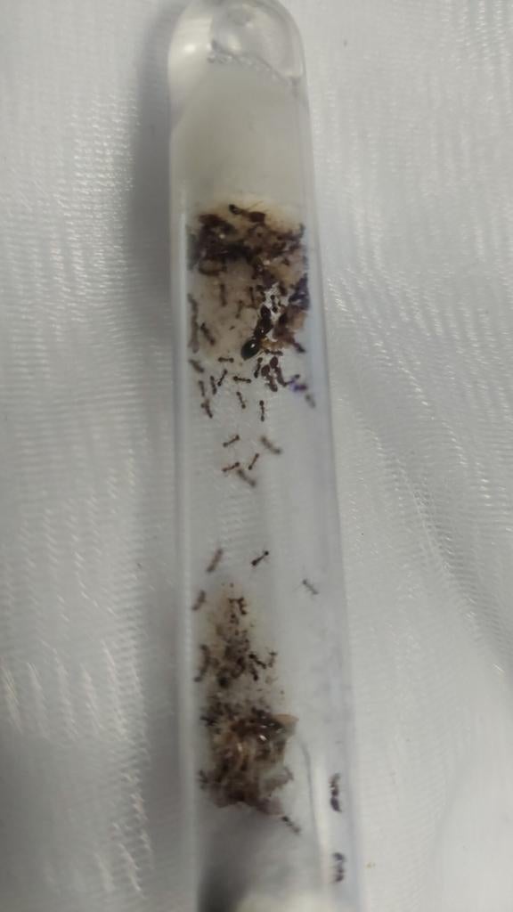 Pheidole megacepala 2koniningen + 50tot100 werksters, Mieren