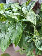 Syngonium mottled mojito, Huis en Inrichting, Kamerplanten, Ophalen of Verzenden, Halfschaduw, Minder dan 100 cm