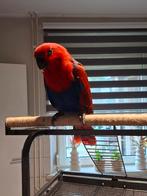 Jonge edelpapegaai, Dieren en Toebehoren, Vrouwelijk, Parkiet, Tam
